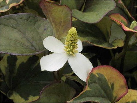 ゴシキドクダミ Houttuynia Cordata Cv Variegata