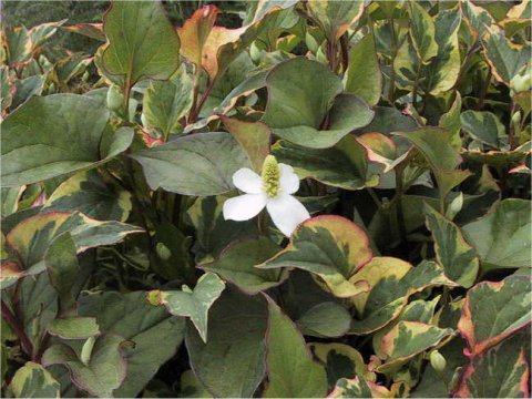 Houttuynia cordata cv. Variegata