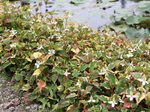 Houttuynia cordata cv. Variegata