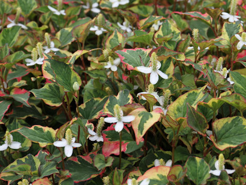 Houttuynia cordata cv. Variegata