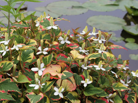 Houttuynia cordata cv. Variegata