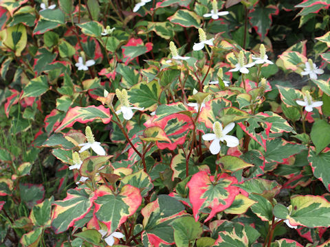 Houttuynia cordata cv. Variegata