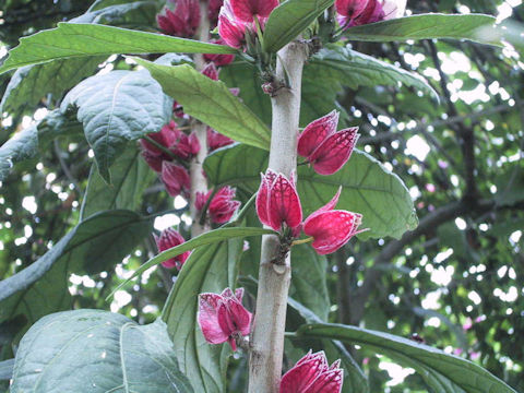 Goethea strictiflora