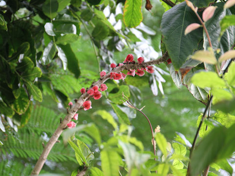 Goethea strictiflora