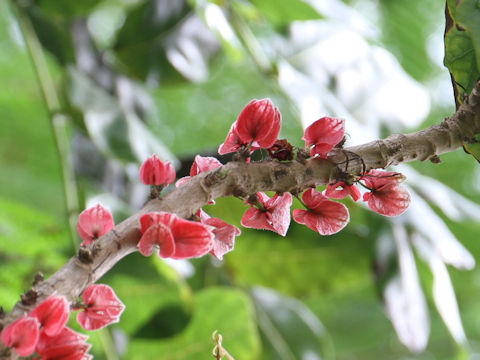 Goethea strictiflora