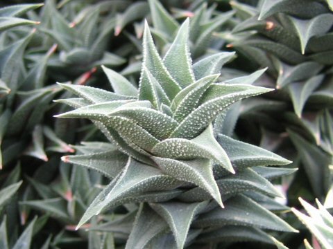 Haworthia tortuosa