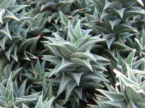 Haworthia tortuosa