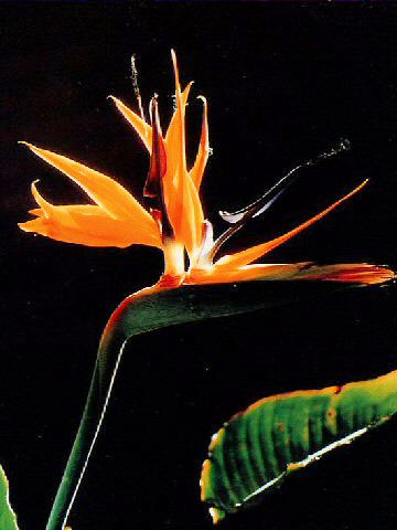 Strelitzia reginae