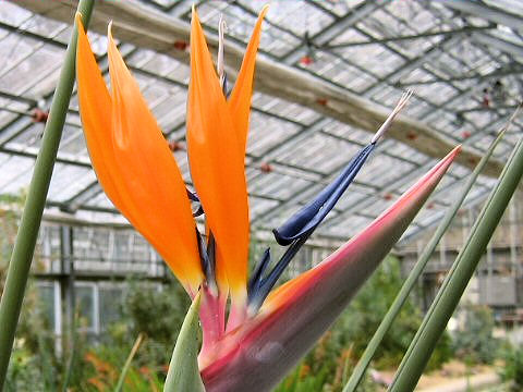 Strelitzia reginae