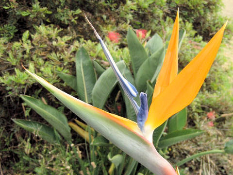 Strelitzia reginae