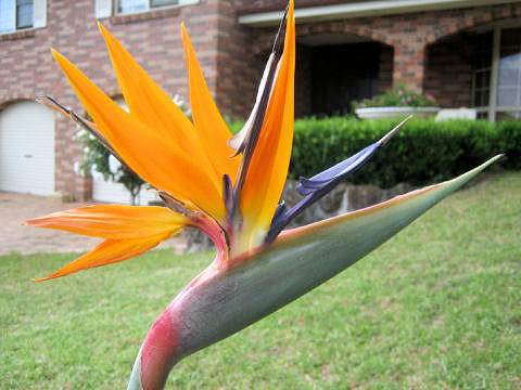 Strelitzia reginae