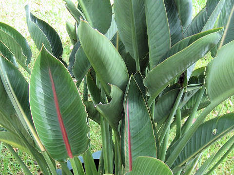 Strelitzia reginae