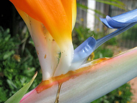 Strelitzia reginae