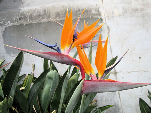 Strelitzia reginae