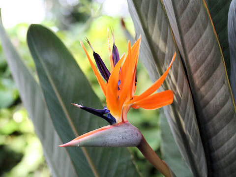 Strelitzia reginae