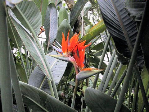 Strelitzia reginae