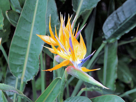 Strelitzia reginae