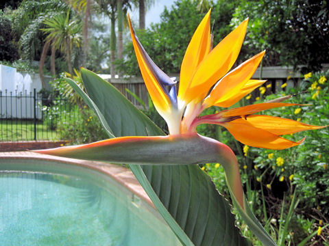 Strelitzia reginae