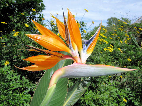 Strelitzia reginae