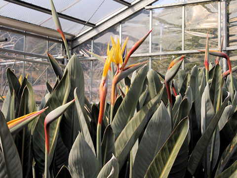 Strelitzia reginae