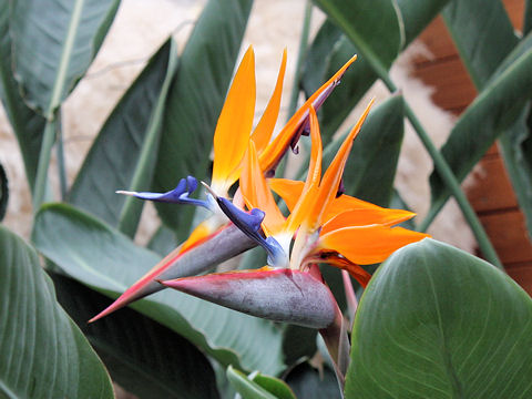 Strelitzia reginae