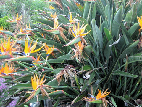 Strelitzia reginae