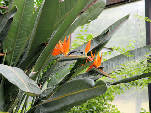 Strelitzia reginae