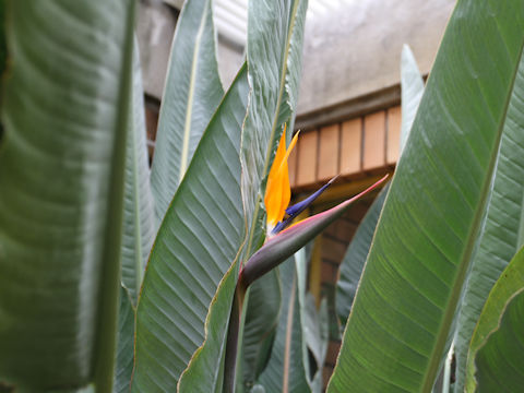 Strelitzia reginae