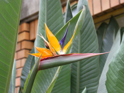 Strelitzia reginae