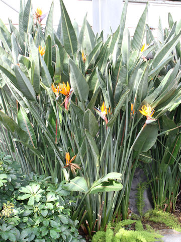 Strelitzia reginae