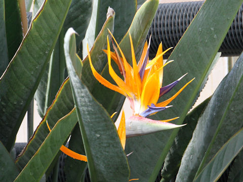 Strelitzia reginae