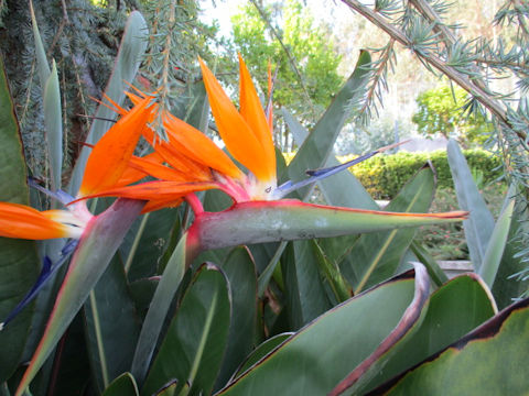 Strelitzia reginae