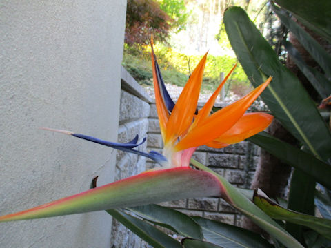 Strelitzia reginae