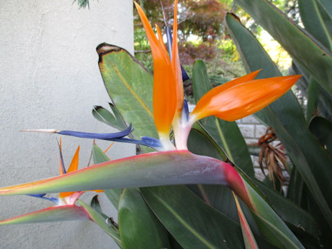 Strelitzia reginae