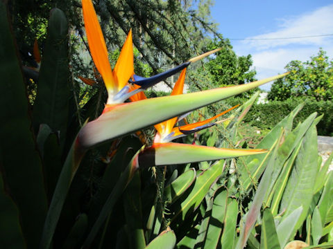 Strelitzia reginae