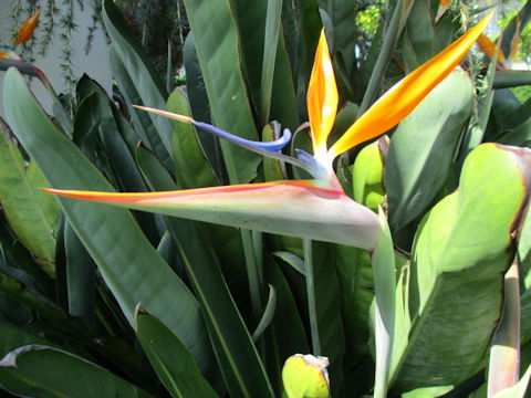 Strelitzia reginae