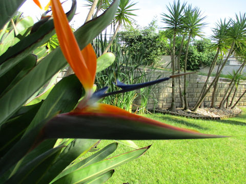 Strelitzia reginae