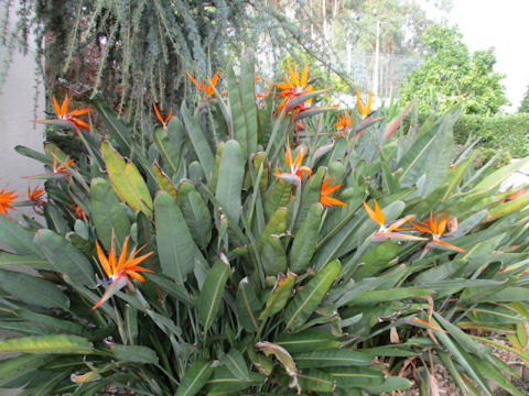 Strelitzia reginae