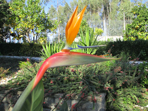 Strelitzia reginae