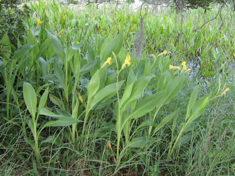 Canna flaccida