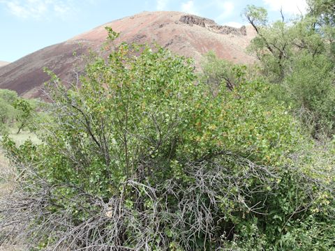 Ribes aureum var. aureum