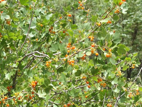 Ribes aureum var. aureum