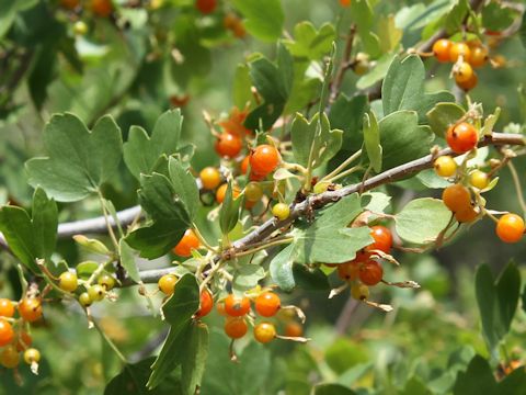 Ribes aureum var. aureum