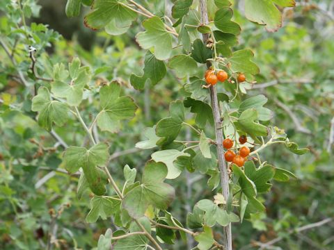 Ribes aureum var. aureum