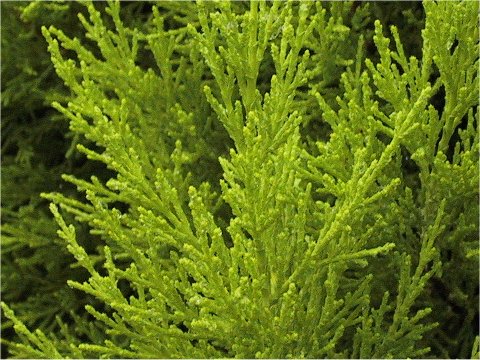 Cupressus macrocarpa cv. Goldcrest