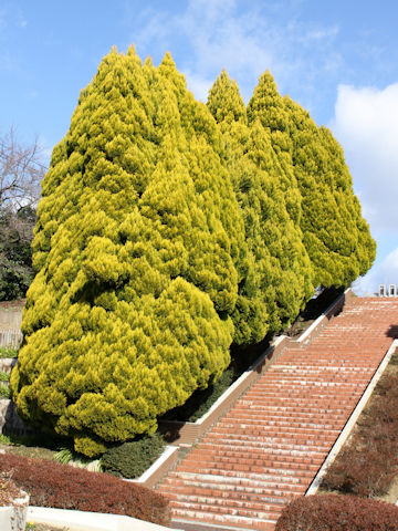 Cupressus macrocarpa cv. Goldcrest