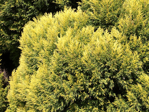 Cupressus macrocarpa cv. Goldcrest