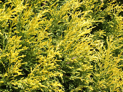 Cupressus macrocarpa cv. Goldcrest