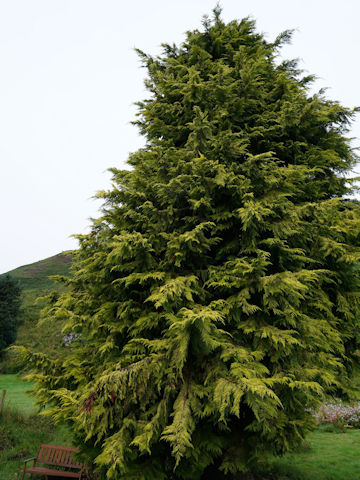 Cupressus macrocarpa cv. Goldcrest