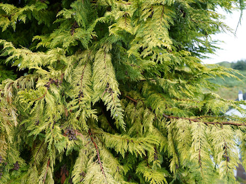 Cupressus macrocarpa cv. Goldcrest